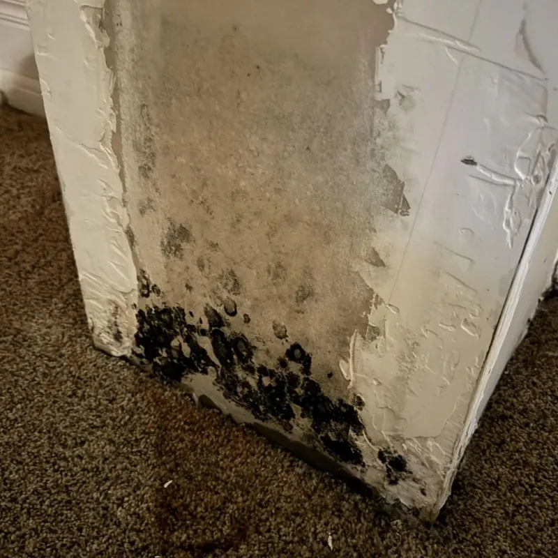 Professional Mold Removal in Saint Augustine South, FL